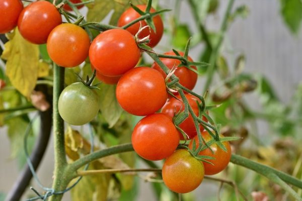 tomatoes-4434850_640-e1749419768849