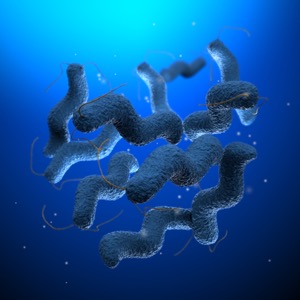 Campylobacter