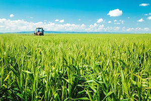 Roundup Herbicide